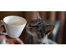 Vstup do Cat Café na 90 minut | Slevomat