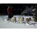 Mushing – jízda se psím spřežením | Firmanazazitky.cz