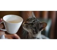 Vstup do Cat Café na 90 minut | Slevomat