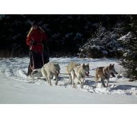 Mushing – jízda se psím spřežením | Firmanazazitky.cz