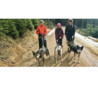 Dogtrekking s aljašským huskym | Slevomat